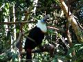 gal/holiday/Brazil 2005 - Foz do Iguacu Birds Sanctuary/_thb_Bird_Sanctuary_Iguacu_DSCF1224.jpg